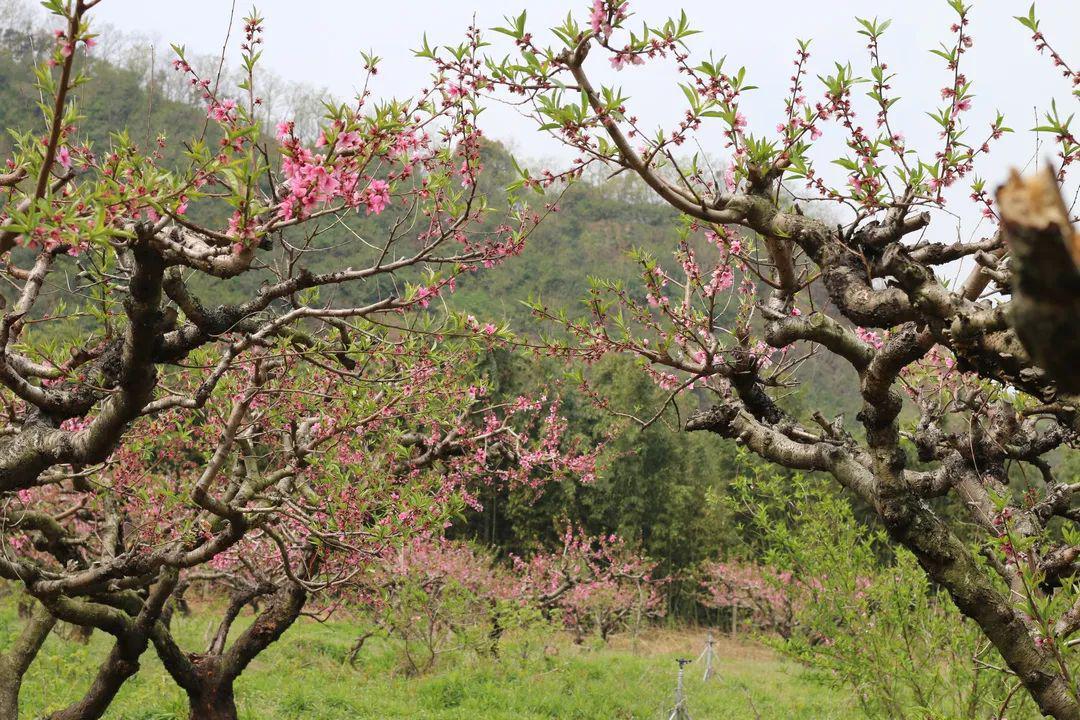 江阴最新房价趋势，科技重塑居住梦想，智能生活触手可及