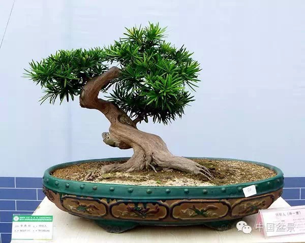 盆景之美，传统与现代交融的园艺艺术图片欣赏