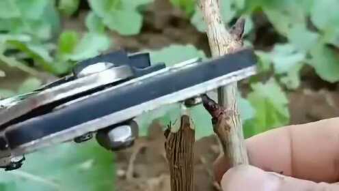 最新嫁接工具揭秘，轻松打造完美造型！