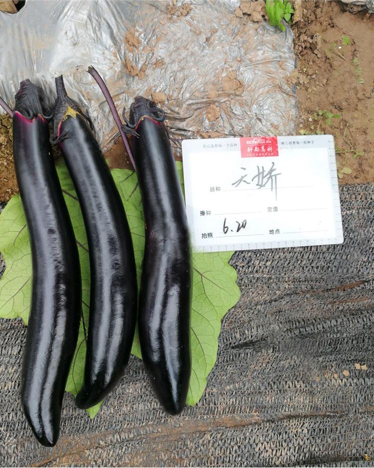 最新茄子品种揭秘与探秘💫