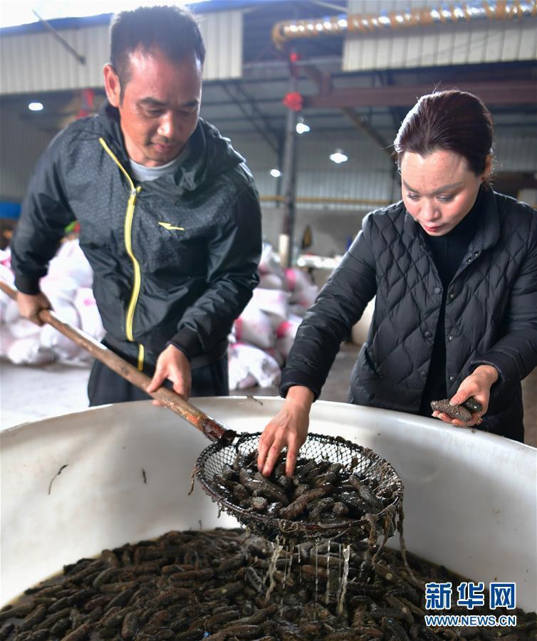 霞浦海参最新动态与资讯