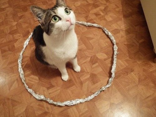 猫站现象深度探讨与观点阐述，最新趋势下的观察与解读