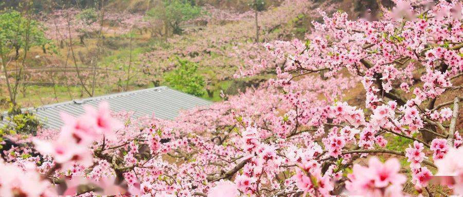 科技与生活的完美融合，最新桃花图片展现新时代风采