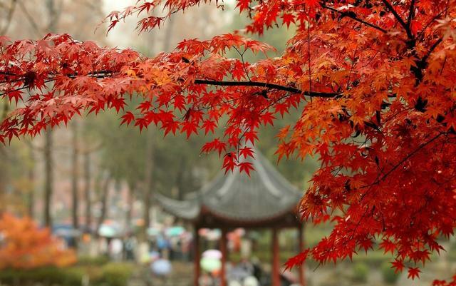 最新秋搭时尚指南，轻松驾驭季节转换的魅力🍂