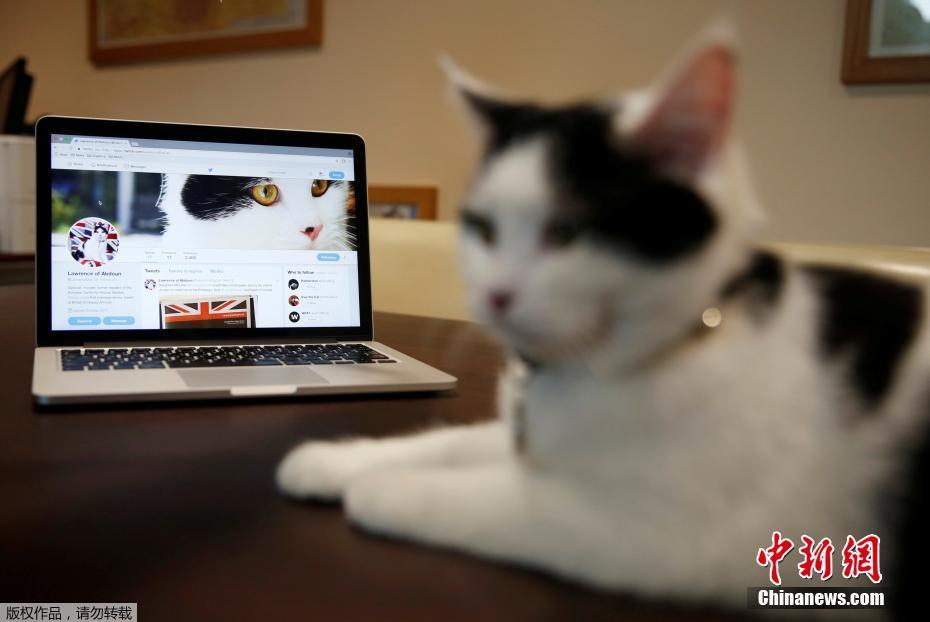 最新猫咪资讯与时尚潮流交汇点，探索猫咪网页的时尚世界