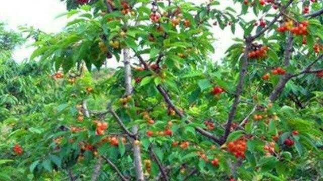 樱桃树最新修剪技术，打造繁茂健康樱桃树攻略