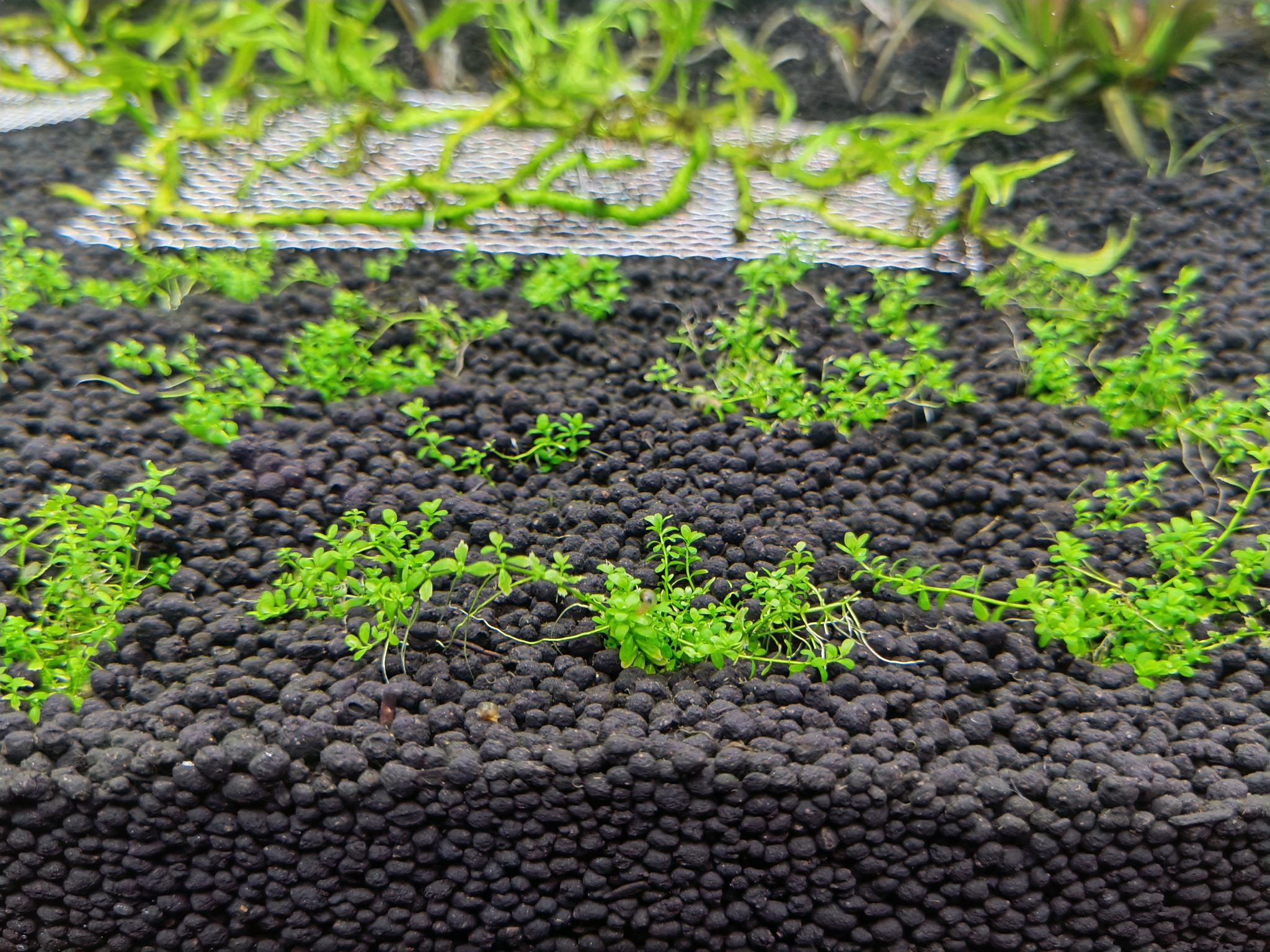 最新水草泥技术，塑造绝美水生生态！