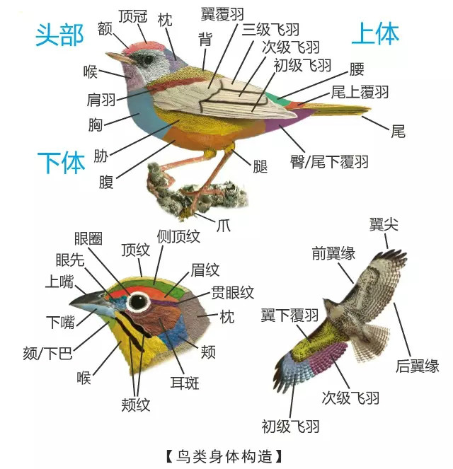 观鸟技能全步骤指南，如何学习小鸟最新的观鸟技巧