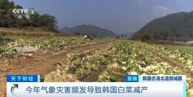 白菜价格行情与心灵之旅，探寻自然美景中的宁静力量