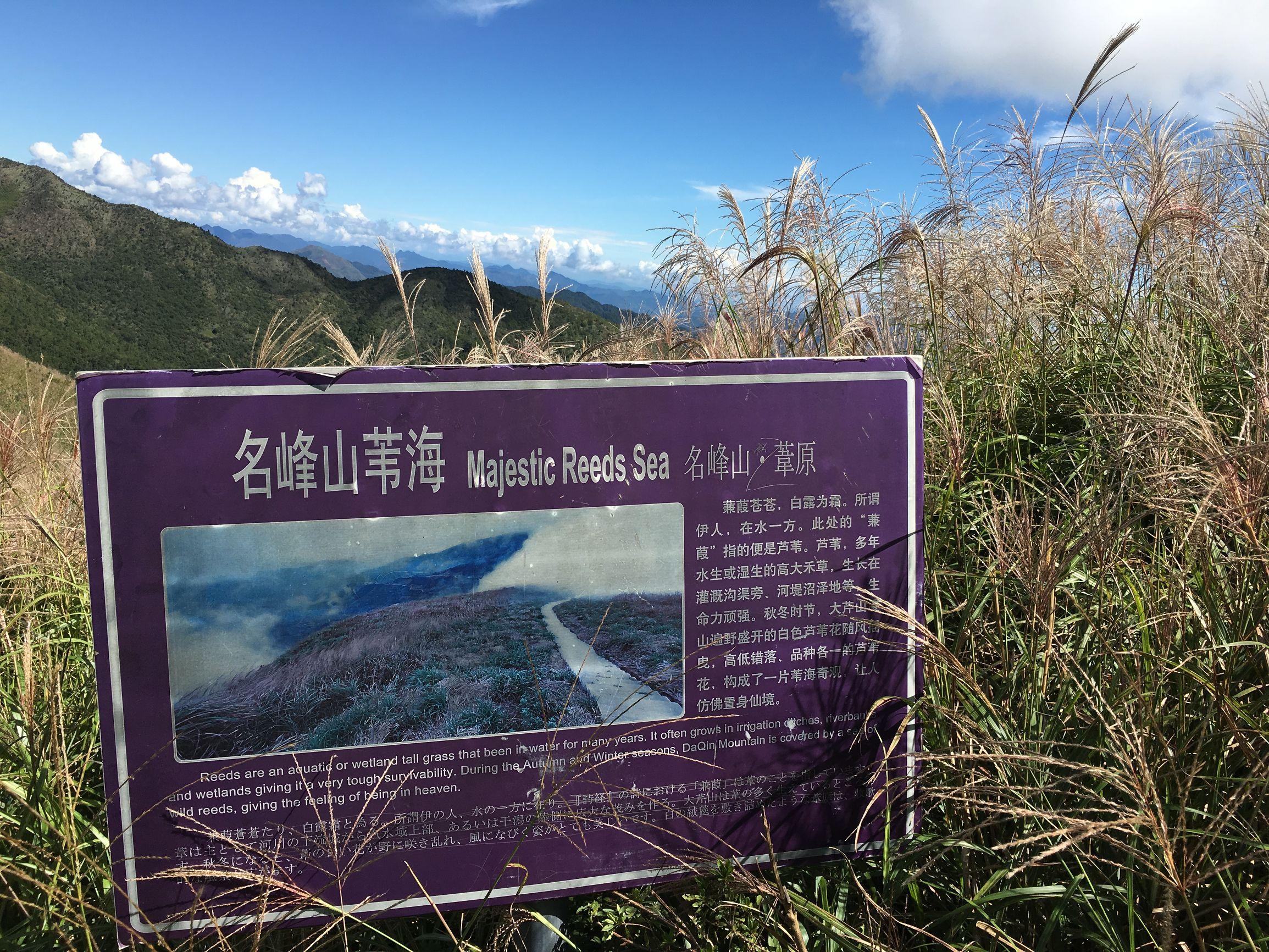 伊人新视频，自然美景之旅，探寻内心的平和与宁静