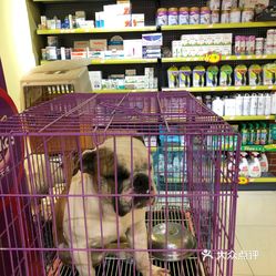 揭秘小巷深处宠物特色小店，宠物世界价格行情探索