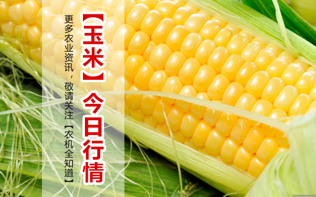 内蒙古玉米最新行情，价格动态与温馨情缘揭秘