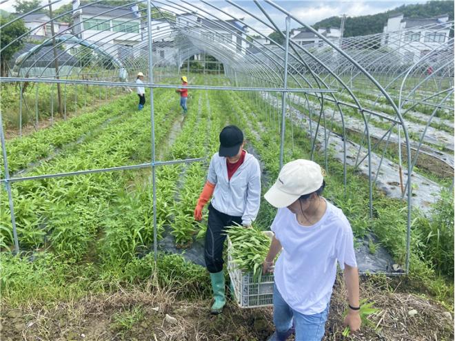 豇豆上市，科技新品引领智能生活新潮流