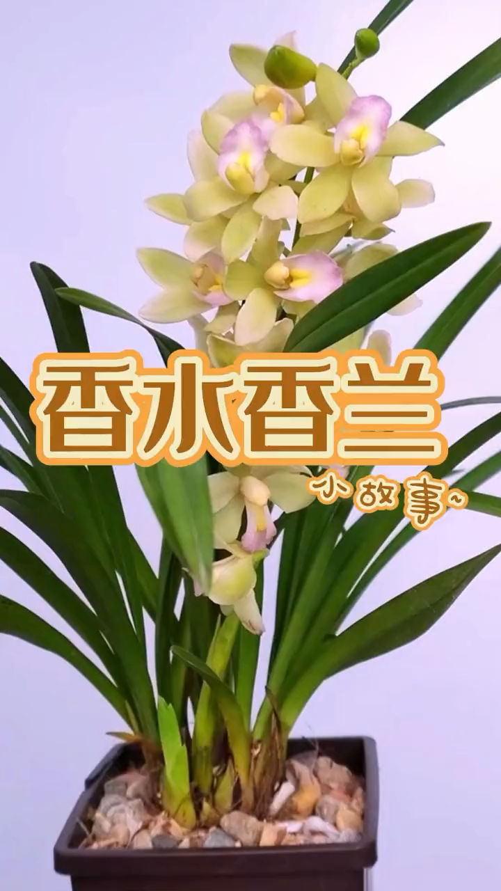 香兰资讯全面报道，最新动态与深度解读