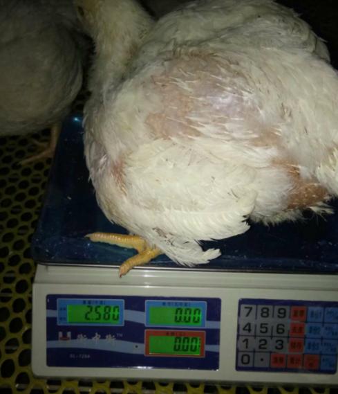 今日肉毛鸡价格行情分析，鸡病专业网全面解读