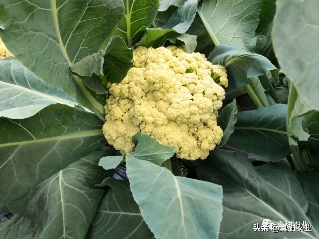 松花菜价格最新行情解析，获取与解读价格信息的指南
