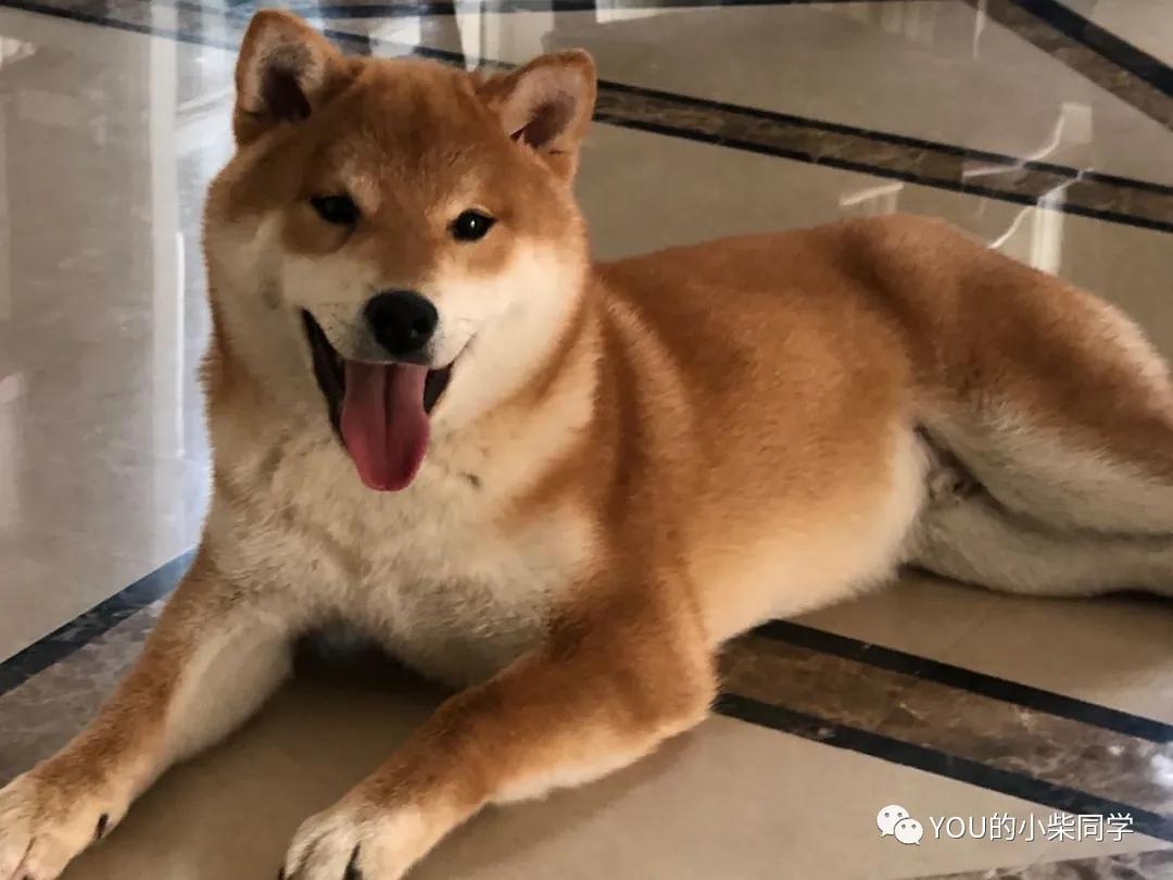纯种柴犬价格大揭秘，探寻小巷中的宠物宝藏，一只多少钱？
