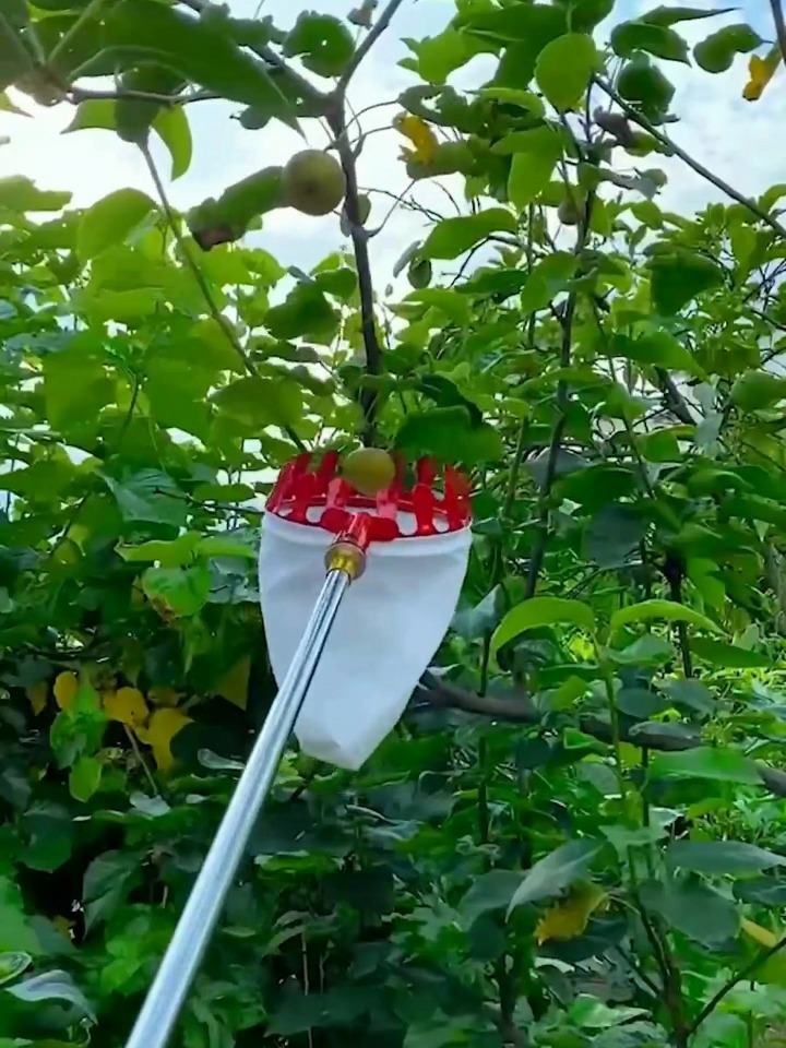 新型疏果工具，解锁自然美景，探寻内心桃花源之旅