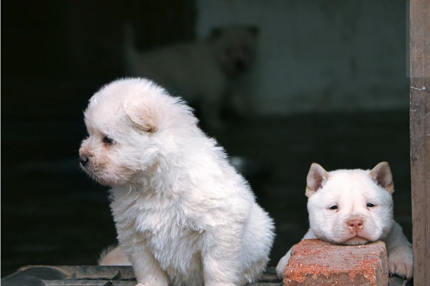 最新湖南下司犬上市，选购与养护指南全攻略