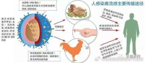 南昌禽流感最新动态，日常故事中的最新进展