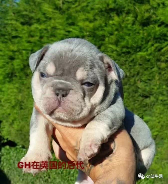 园林绿化工程 第42页