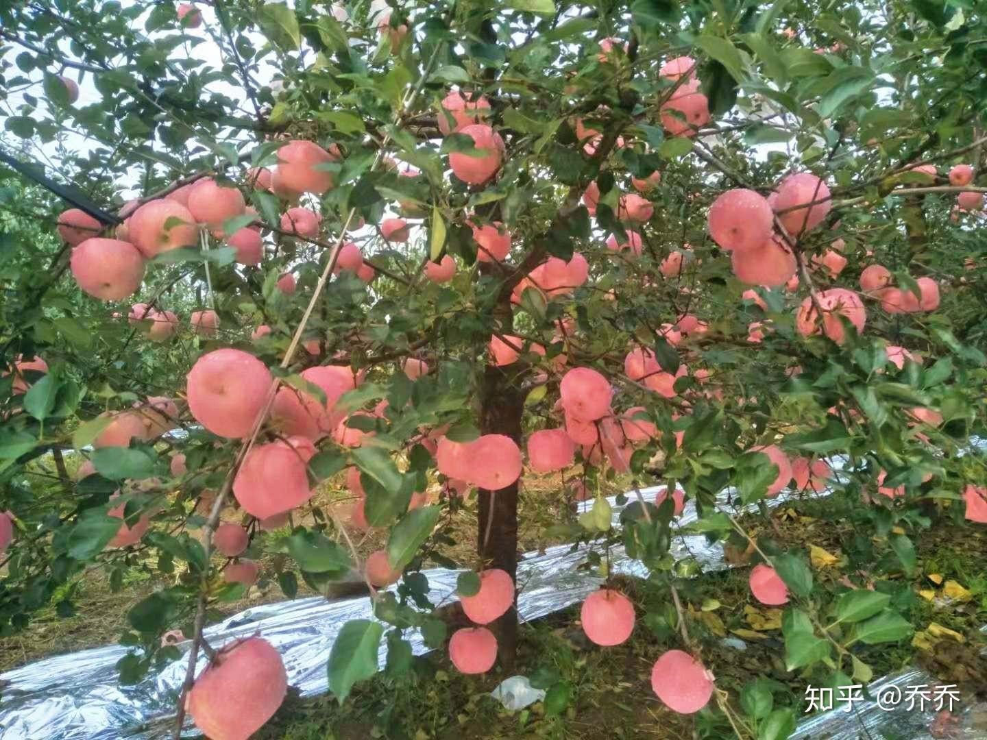 苹果树最新促花技术及其观点论述解析